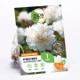 Verpackung der GROW by OBI Pfingstrose Lactiflora Shirley Temple Blumenzwiebel.