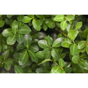 Nahaufnahme der grünen Blätter einer Ilex crenata 'Maxima' Kugel (60-70 cm), einer Heckenpflanze.