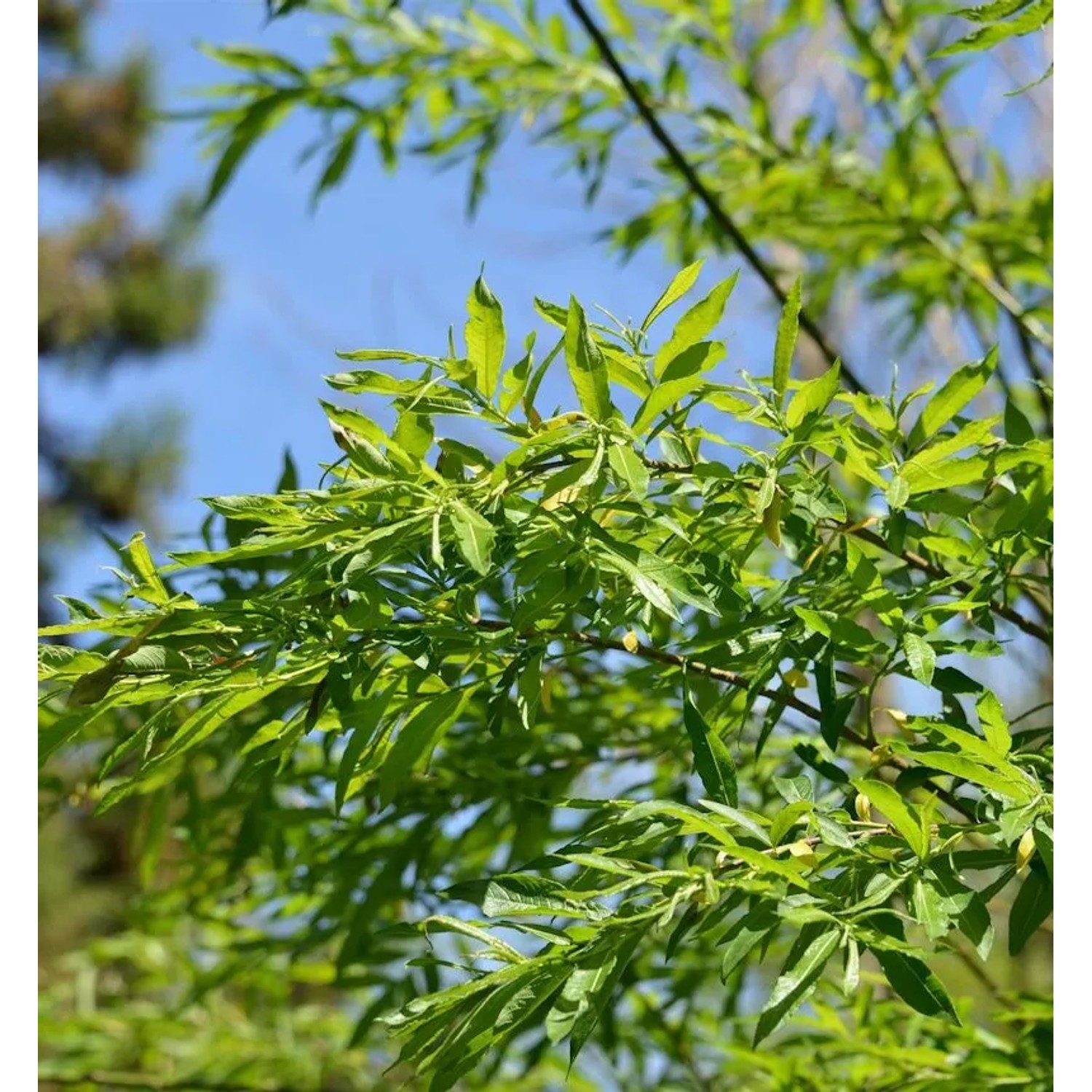 Hochstamm Japanische Drachenweide Golden Sunshine 60-80cm - Salix udensis