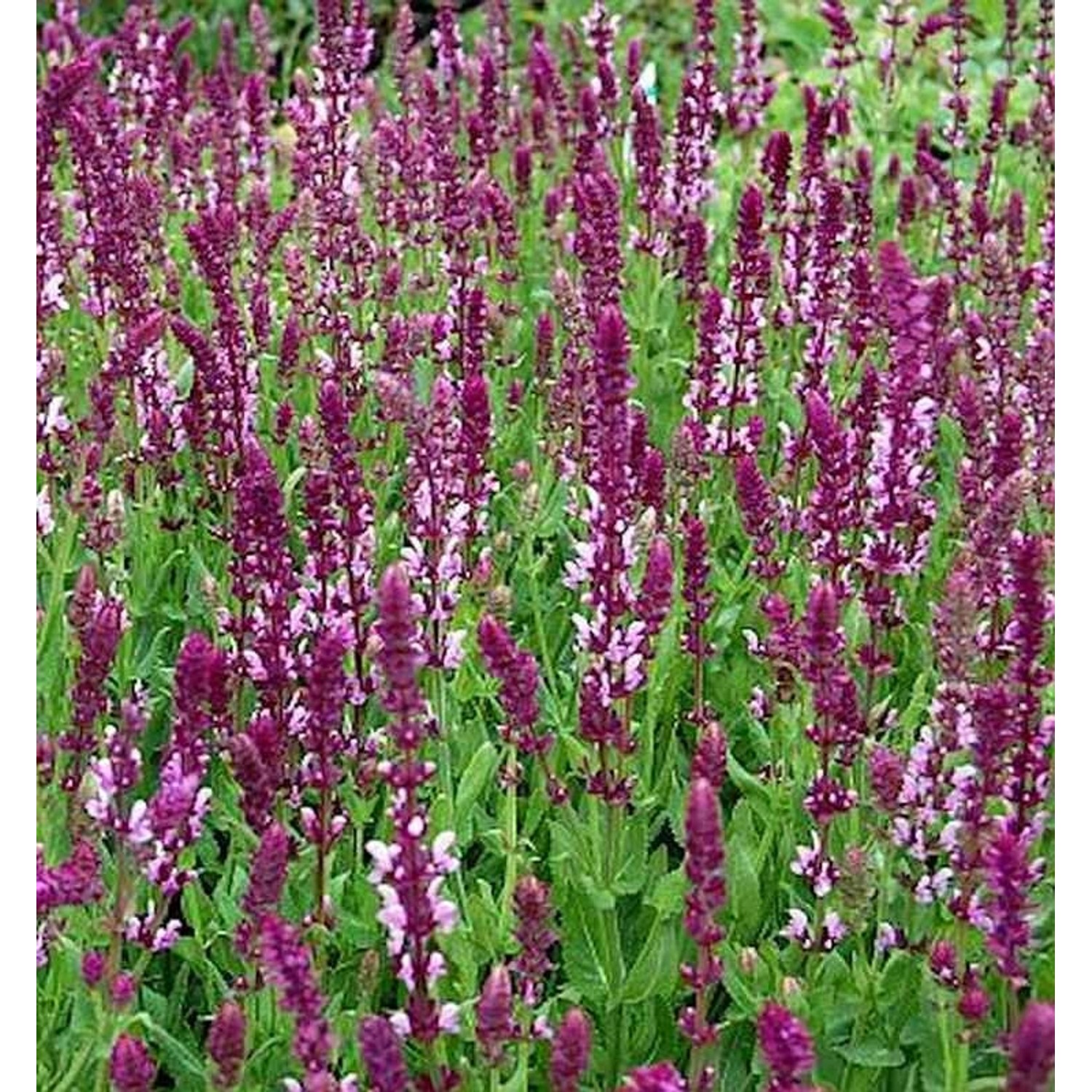 Ziersalbei Rose Queen - Salvia nemorosa günstig online kaufen