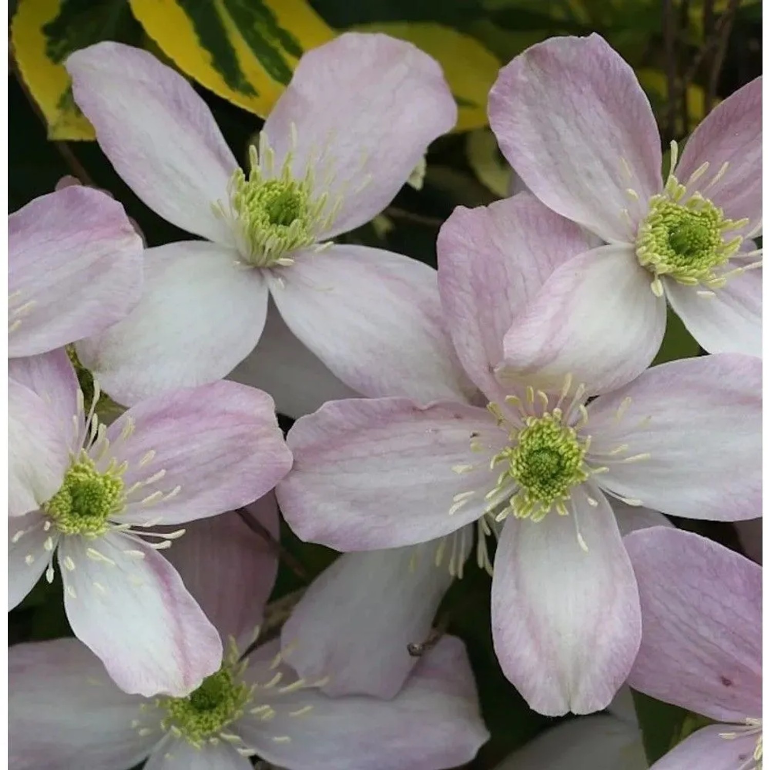 Berg Waldrebe Rubens 125-150cm - Clematis montana