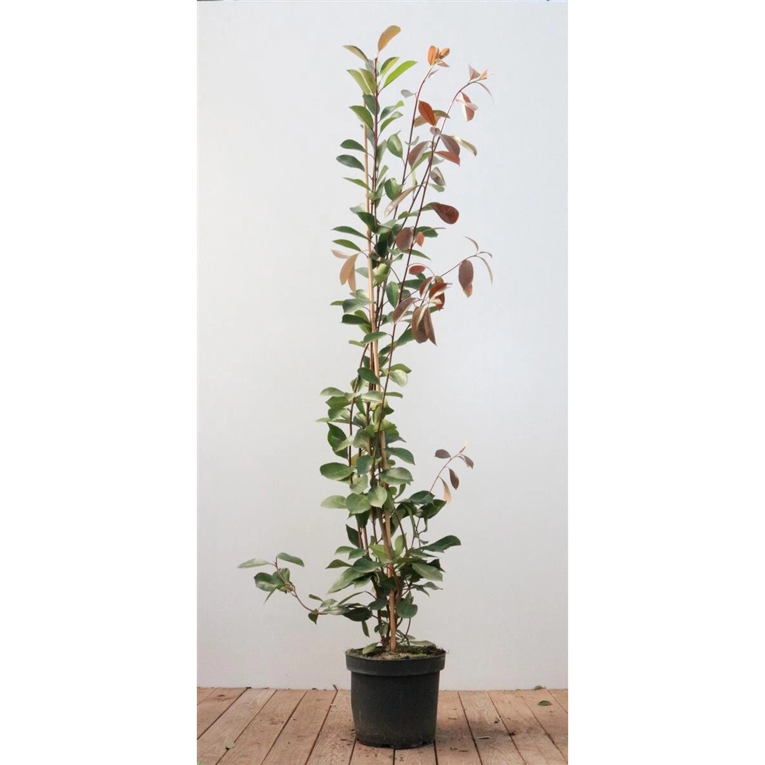 Photinia Fraseri Red Robin Glanzmispel Rot 125–150 cm günstig online kaufen