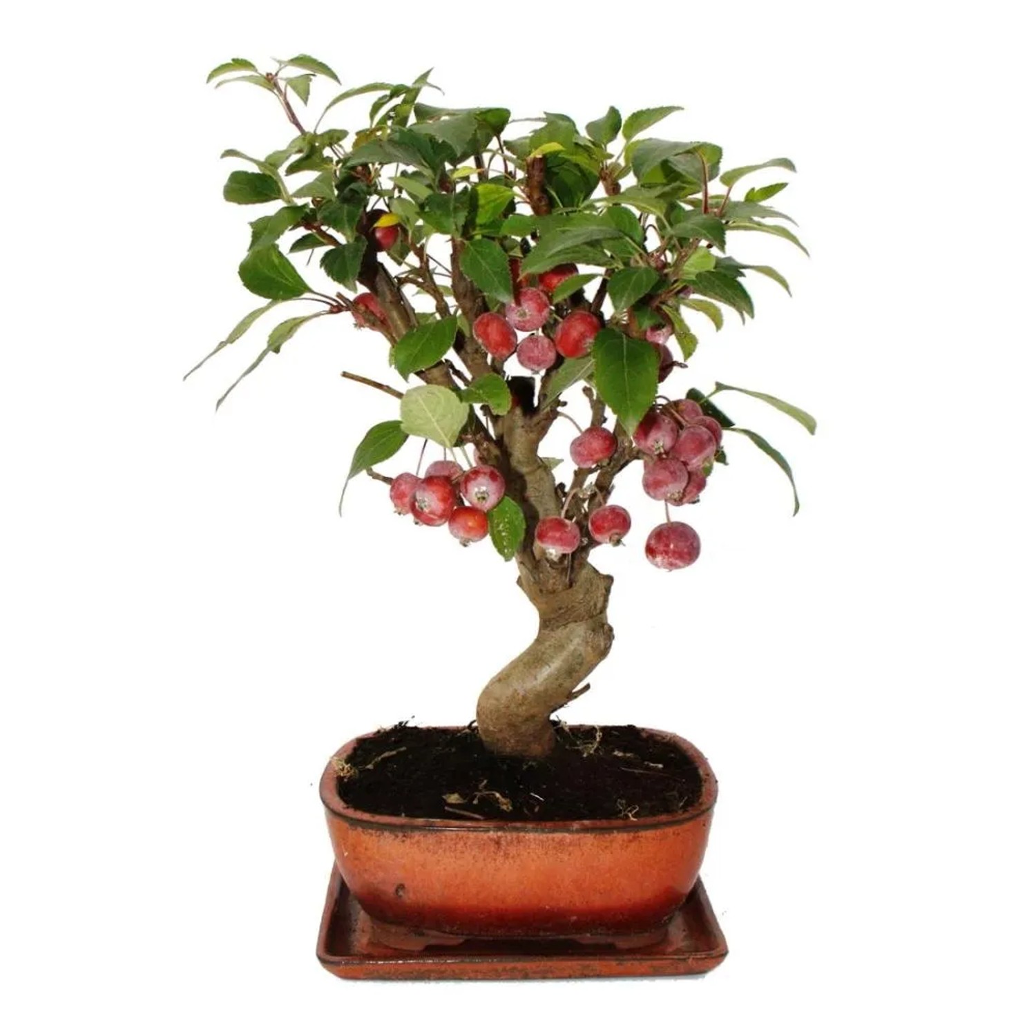 Bonsai-Schalen kaufen bei OBI