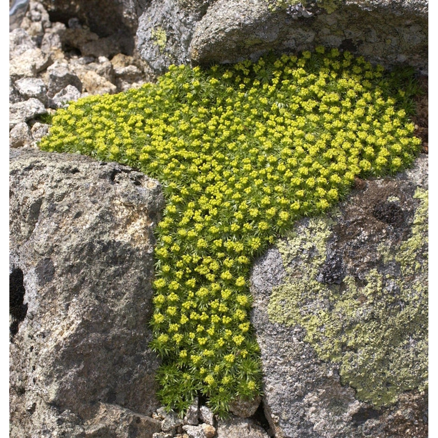 Andenpolster - Azorella trifurcata günstig online kaufen