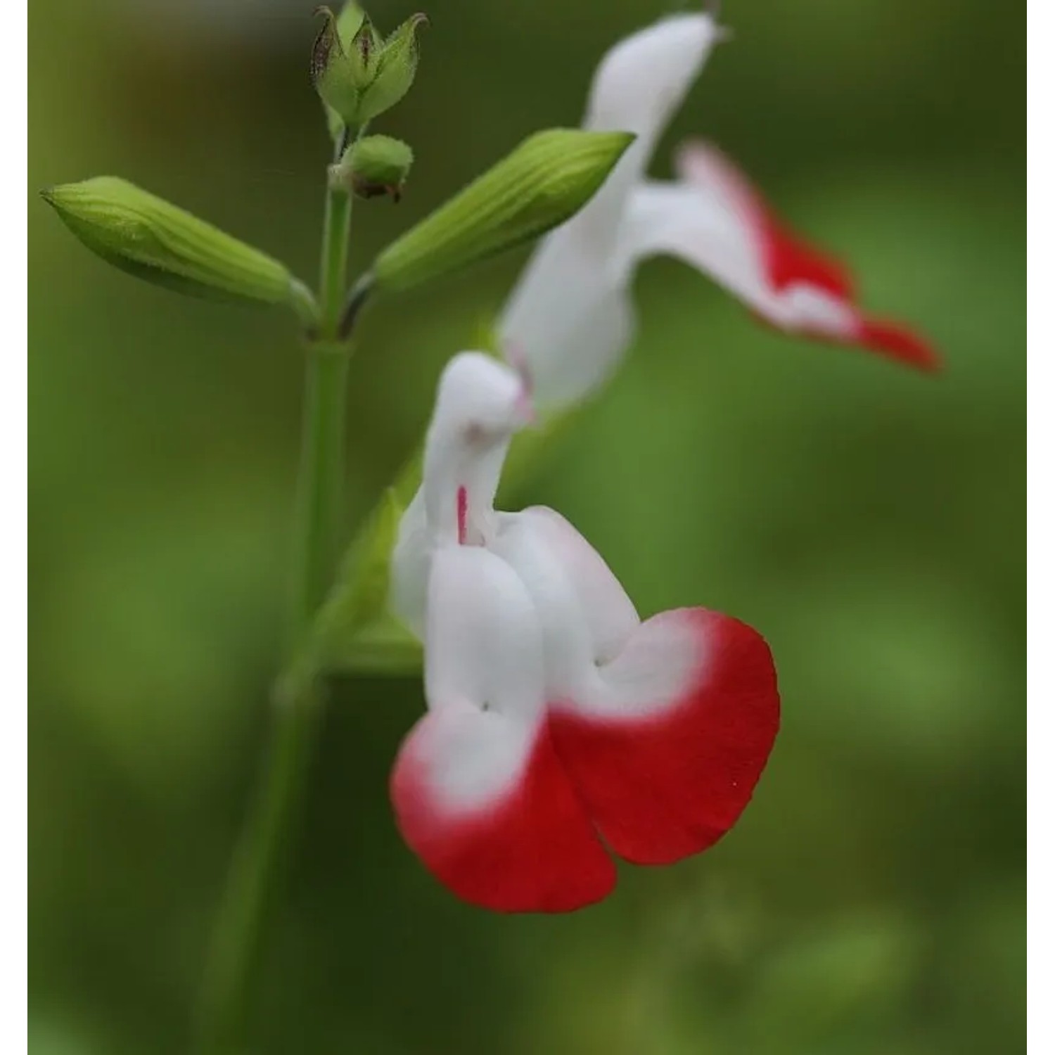 Pfirsich Salbei Hot Lips - Salvia greggii