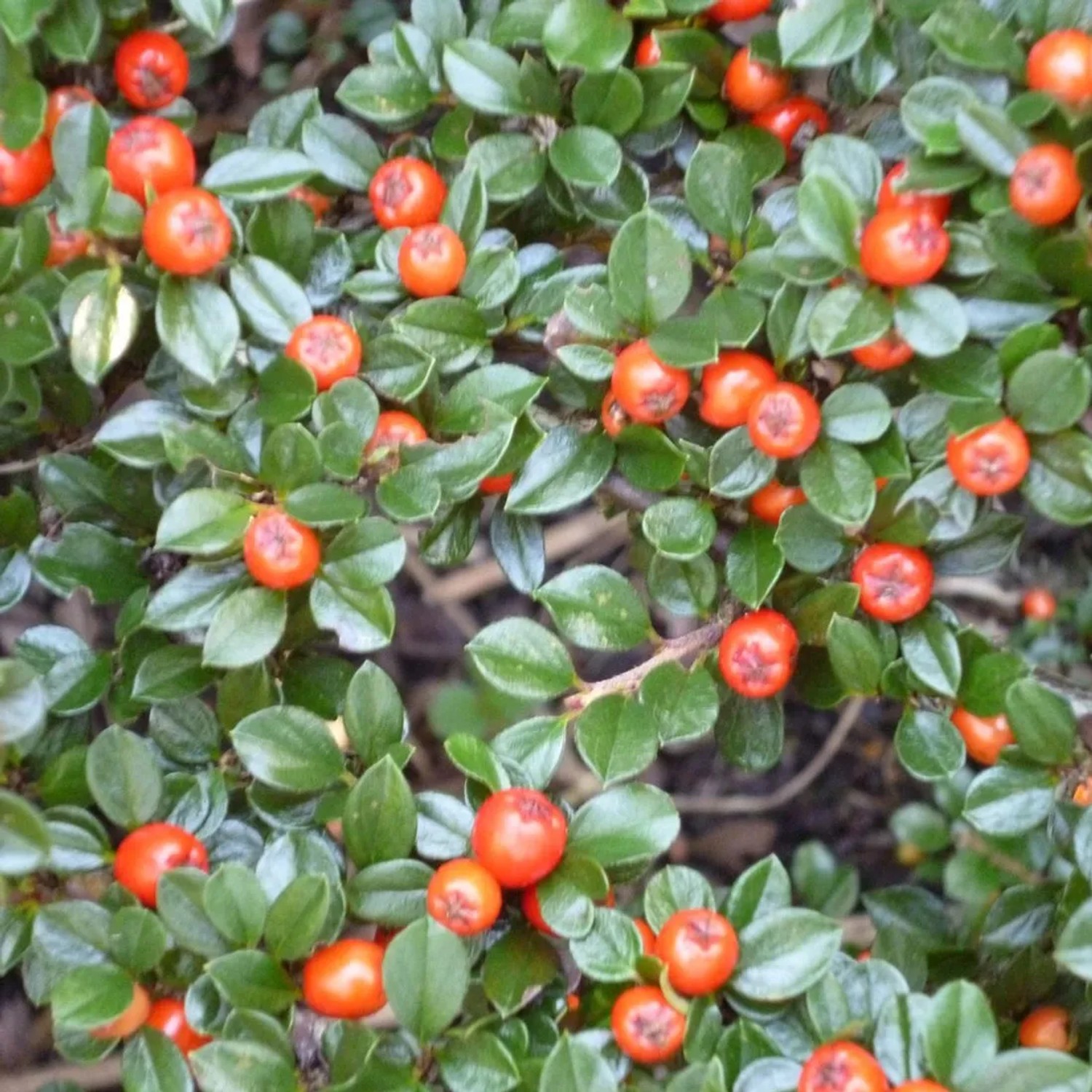 Teppichmispel 'Eichholz' Cotoneaster radicans 30 bis 40 cm im Container Dunkelgrünes Laub