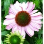 Sonnenhut Hope - Echinacea purpurea_2