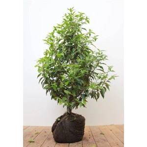 Portugiesischer Kirschlorbeer 'Angustifolia', 60-80 cm, als Heckenpflanze mit grünen Blättern.