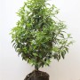 Portugiesischer Kirschlorbeer 'Angustifolia', 60-80 cm, als Heckenpflanze mit grünen Blättern.