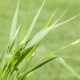 Nahaufnahme des grünen Japanischen Waldgrases (Hakonechloa Macra) im Topf.