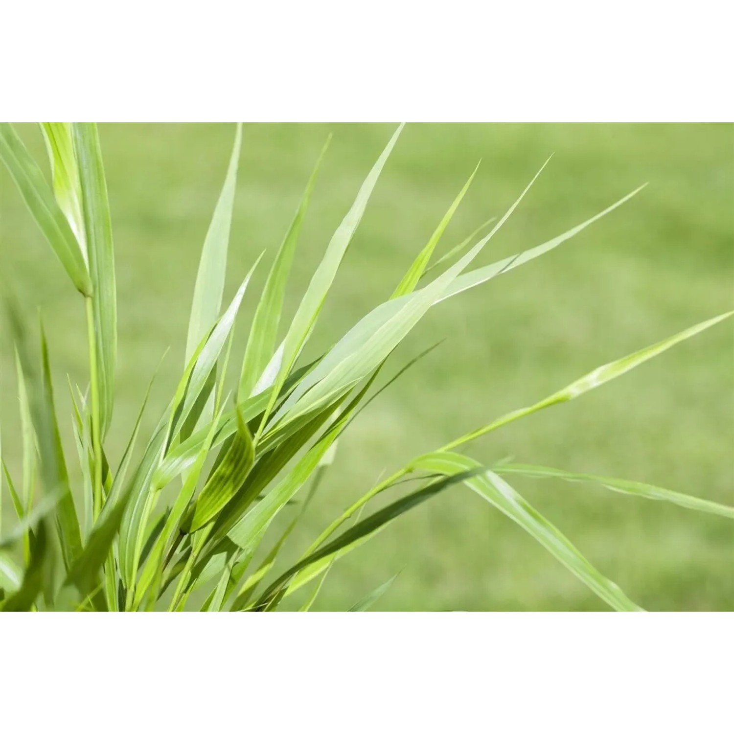 Nahaufnahme des grünen Japanischen Waldgrases (Hakonechloa Macra) im Topf.