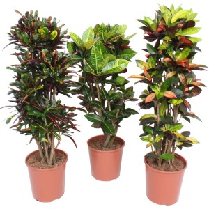 Drei Kroton (Wunderstrauch) Zimmerpflanzen in Töpfen mit bunten Blättern in verschiedenen Sorten.