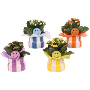 Vier Flammende Käthchen Kalanchoe in gestreiften Keramiktöpfen mit Smiley-Deko. Dekorative Zimmerpflanzen Auswahl.