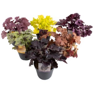 Verschiedenfarbige Heuchera Indian Summer Mix im Topf, GROW by OBI.