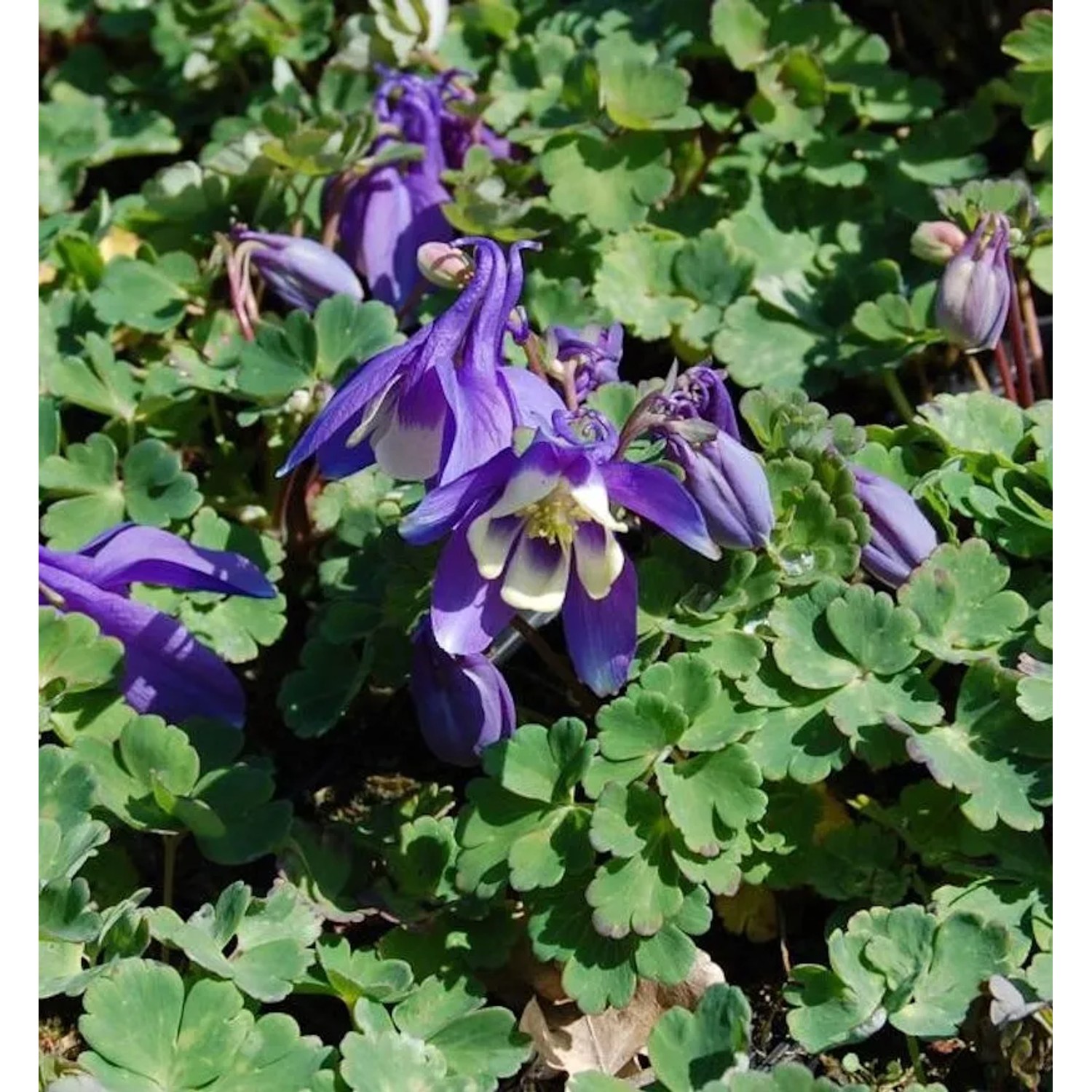 Garten-Akelei Winky Blau-Weiß - Aquilegia vularis
