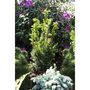 Taxus media 'Hillii' Heckenpflanze, 100-125 cm, im Garten mit Rhododendron.