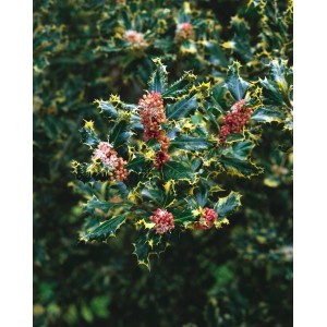 Detailaufnahme der Ilex Aquifolium Ferox Argentea Stechpalme mit silbrig-grünen Blättern und roten Beeren.