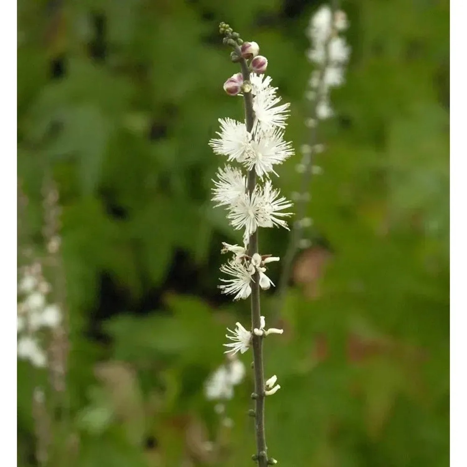 Ahornblättrige Silberkerze - Actaea japonica
