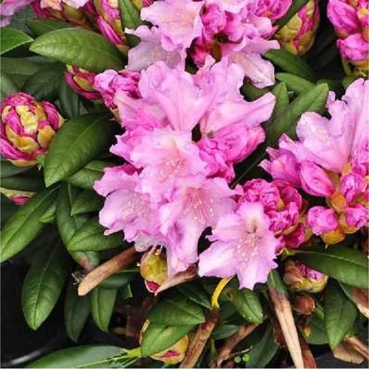 Rhododendron 'Caroline Allbrook' 25 bis 30 cm im Container Beetrandpflanze