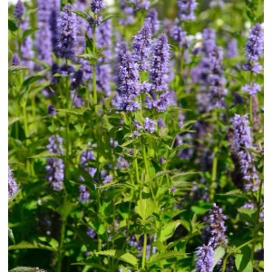 Blühende Asiatische Duftnessel (Agastache rugosa), eine violette Staude.