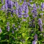 Asiatische Duftnessel - Agastache rugosa