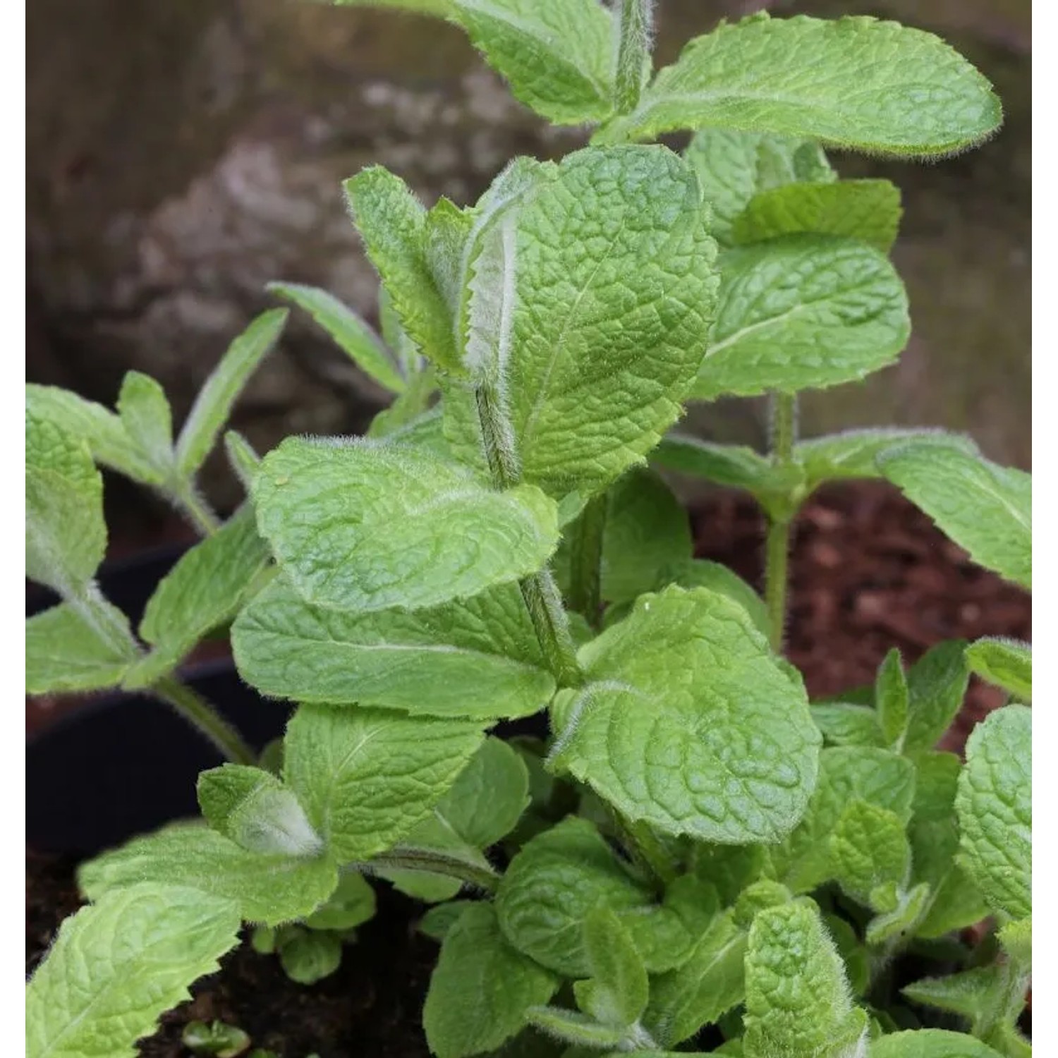 Minze Apfelminze - Mentha suaveolens