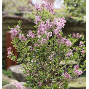 Blühender Zwerg-Duftflieder 'Josee' (Syringa meyeri) mit zartrosa Blütenrispen im Garten.