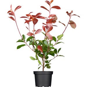 Glanzmispel Red Robin im Topf, Set mit 60 Stück, ca. 60-80 cm hoch, mit roten und grünen Blättern.