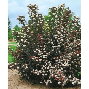 Buschige, dunkelrote Blasenspiere 'Midnight' (60-100cm) mit weißen Blüten, ideal für Garten und Kübel.