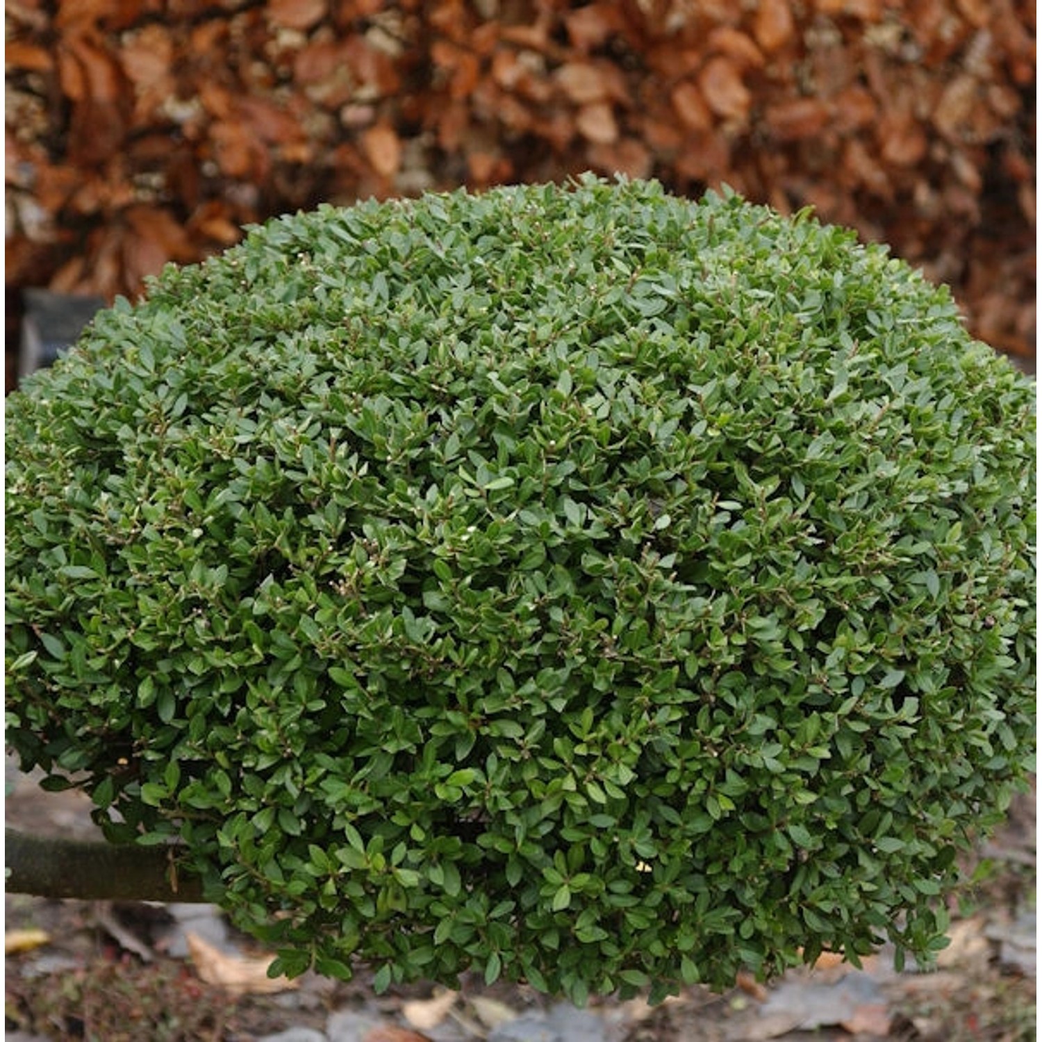 Kugelschnitt Japanische Stechpalme Buxbol 20-25cm - Ilex crenata günstig online kaufen