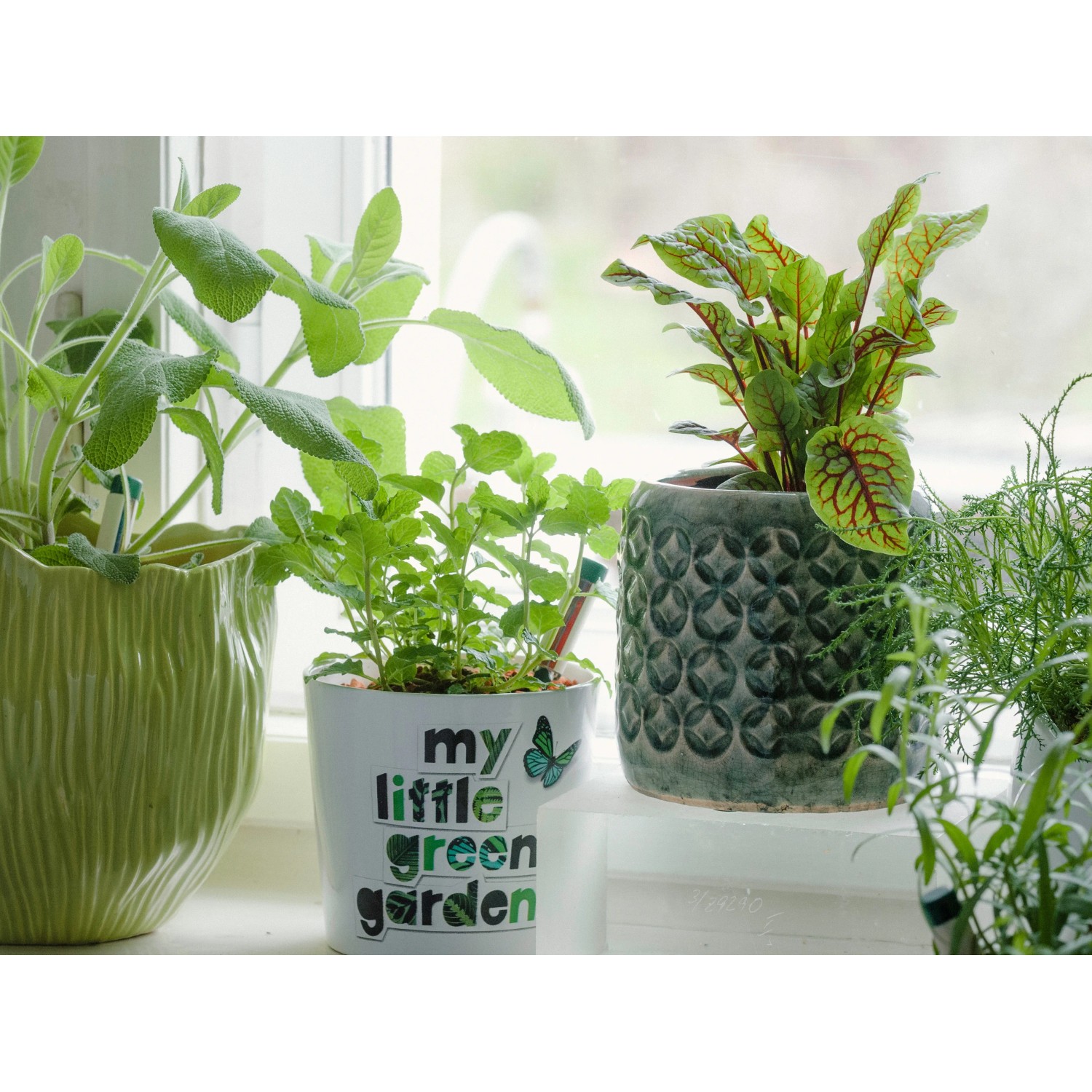 Seramis Bio-Vitalspray neben Kräutern und Pflanzen in Töpfen auf einem Fensterbrett.