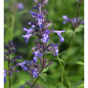Nahaufnahme einer Sumpf Ziest Staude mit lila Blütenähren und grünen Blättern. Ideal für den Garten.