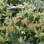 Detailaufnahme der Japanischen Lavendelheide 'Prelude' mit weißen Blüten und jungen, rötlichen Blättern.
