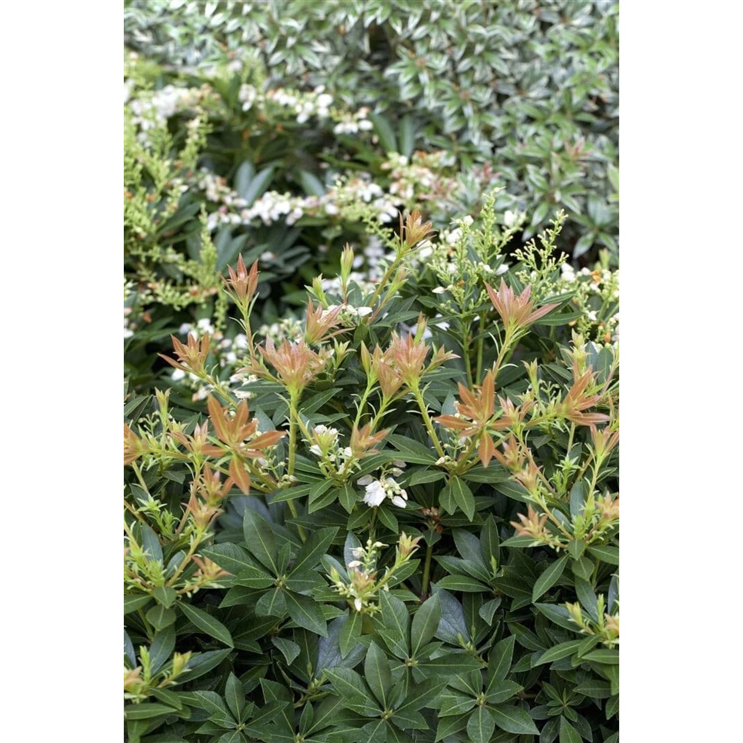 Pieris Japonica Prelude Japanische Lavendelheide Ca. 10 cm Topf günstig online kaufen