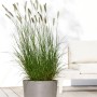 Ecopots Pflanztopf Oslo, braungrau, 35 cm, mit Ziergras auf einer Holzterrasse.