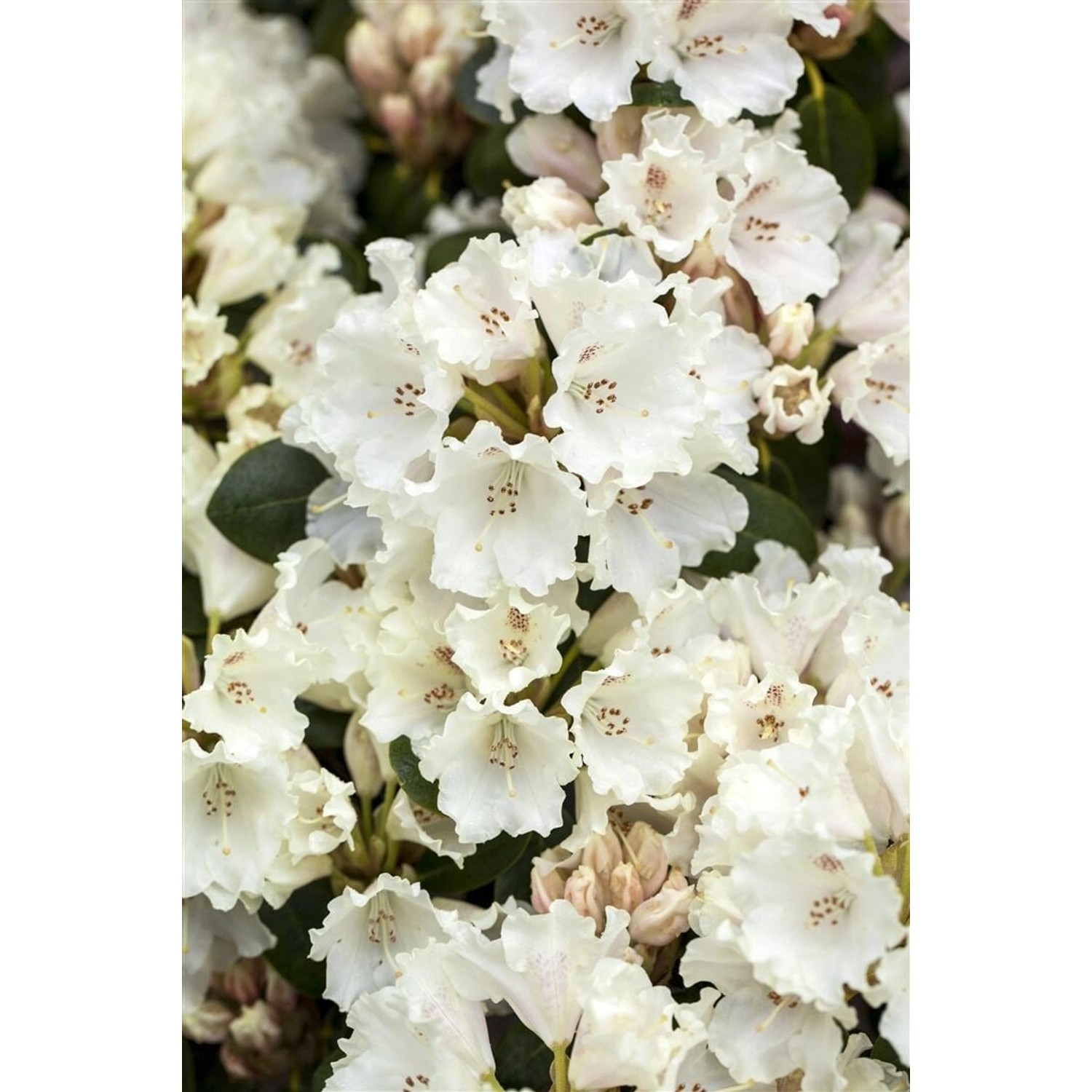 Rhododendron Williamsianum Gartendirektor Rieger Rosa 60–70 cm günstig online kaufen