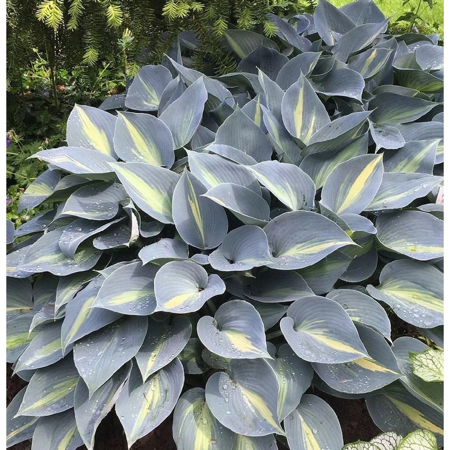 Funkie Grand Marquee - Hosta cultorum günstig online kaufen