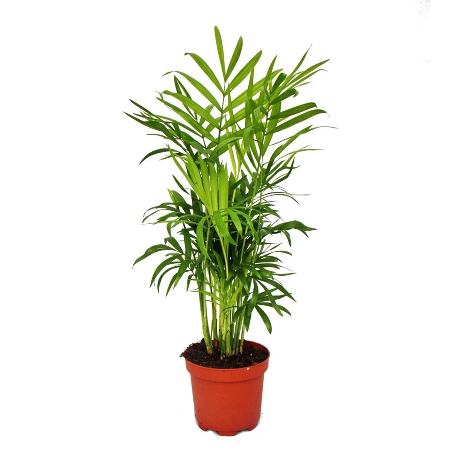 Exotenherz Chamaedorea Elegans Bergpalme 3 Pflanzen günstig online kaufen