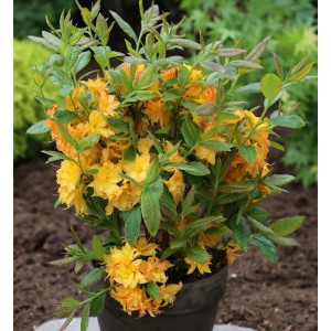 Azalee 'Sun Star' (Rhododendron luteum) im Topf, ca. 30-40cm hoch, mit gelben Blüten.