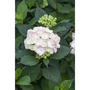 Nahaufnahme der rosa-weißen Blüte der Hydrangea Serrata Preziosa Tellerhortensie.