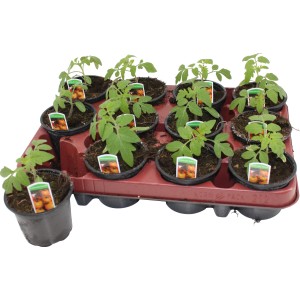 Gelbe Cocktailtomaten-Pflanzen im Topf (9 cm) auf einem Tray.