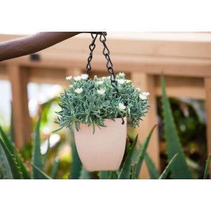 Hängende Mittagsblume 'White Nugget' im Topf, weiße Blüten, ca. 9x9 cm, ideal als Bodendecker.