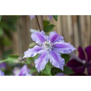 Nahaufnahme einer violetten Clematis Girenas Waldrebe mit filigranen Blütenblättern.