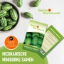 Samenpaket Mexikanische Minigurke. Schale mit kleinen, grün-weiß gestreiften Früchten. Saatgut für 10 Pflanzen.