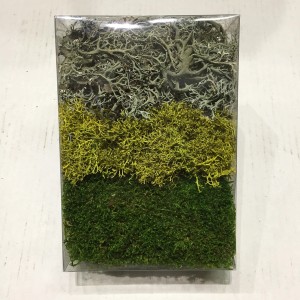 Moosmix Grün-Weiß im transparenten Behälter, ideal zum Basteln und Dekorieren.