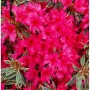 Japanische Azalee Silver Sword mit pinkfarbenen Blüten und grün-weiß panaschierten Blättern.
