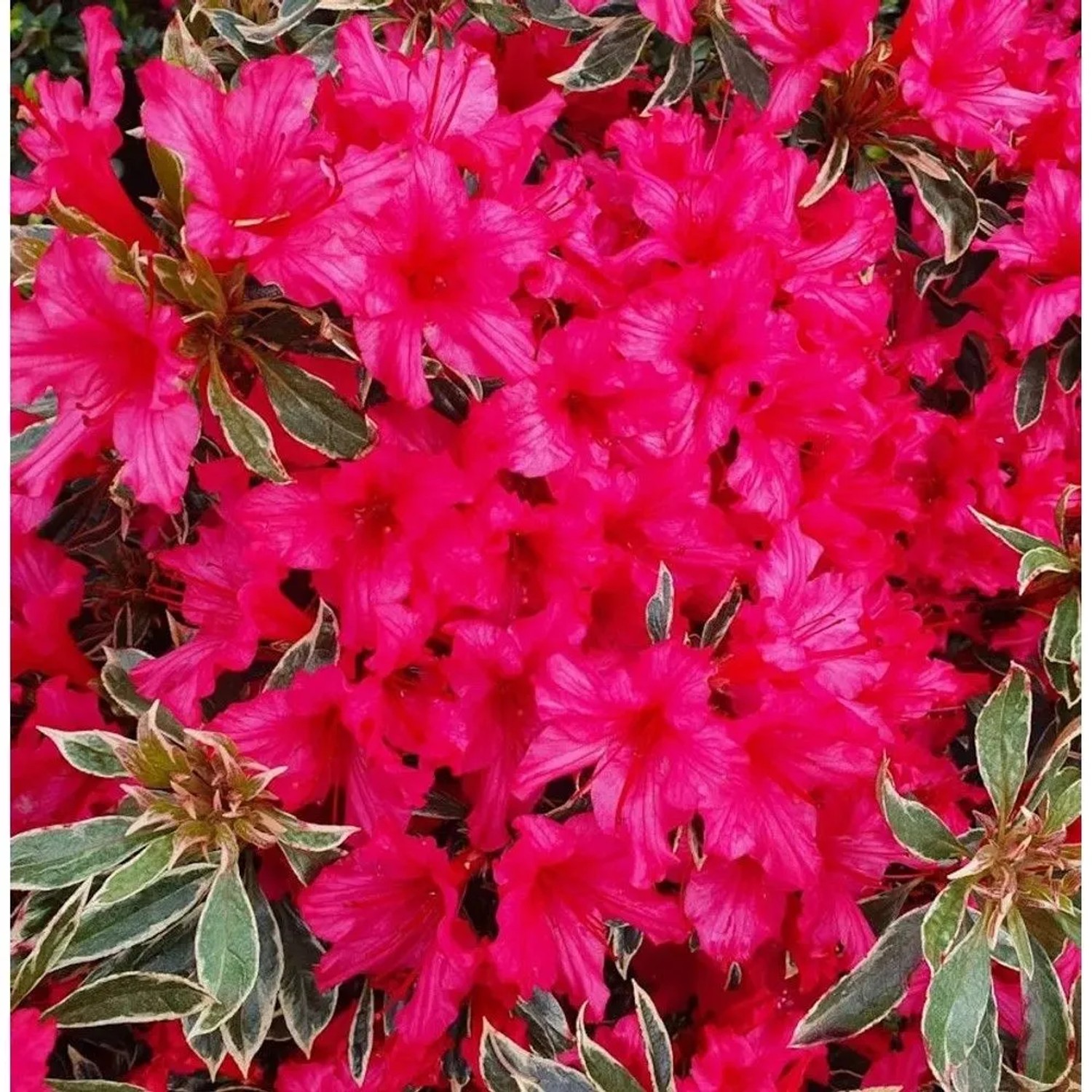 Japanische Azalee Silver Sword 20-25cm - Rhododendron obtusum - Zwerg Alpenrose