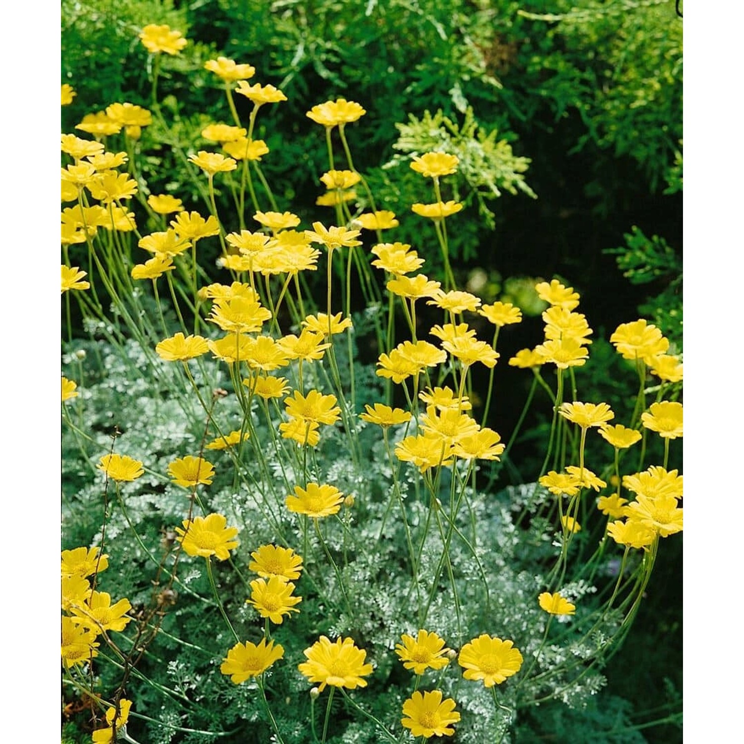 Anthemis Marschalliana Marschall Kamille Ca. 9x9 cm Topf günstig online kaufen