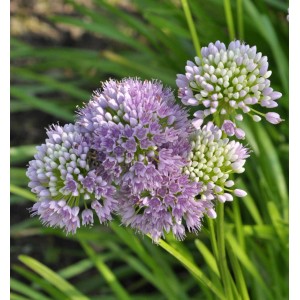 Blühender Berglauch (Allium senescens) mit lila Blütenständen im Garten.