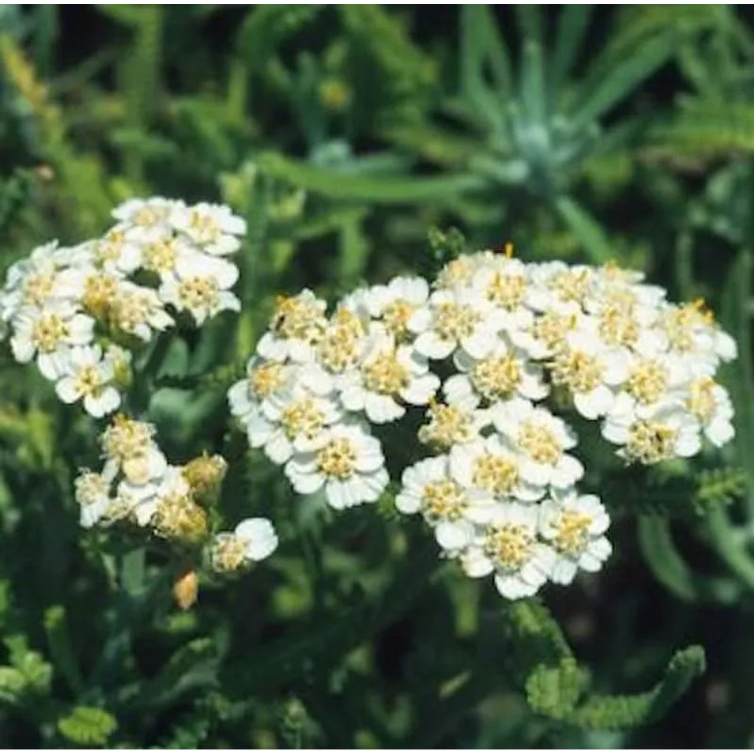 Zwerg Schafgarbe - Achillea kellereri
